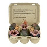 NECA Aliens 40th Anniversary Carton of Alien Eggs 6-Pack Accessory Pack
