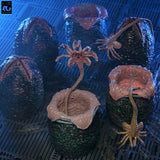 NECA Aliens 40th Anniversary Carton of Alien Eggs 6-Pack Accessory Pack