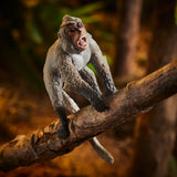 G.I. Joe Classified #125 Dreadnok Gnawgahyde and pets Porkbelly & Yobbo