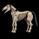 Mythic Legions Reinforcements 3 Skeleton Steed Legion Builder